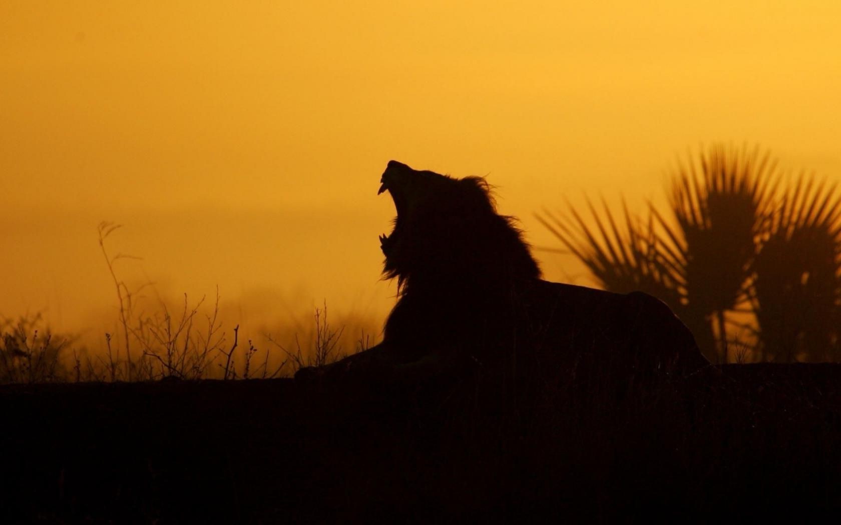 leoni silhouette illuminato tramonto alba paesaggio sera mammifero crepuscolo luce gatto albero ombra cielo fauna selvatica sole nebbia ritratto vista laterale