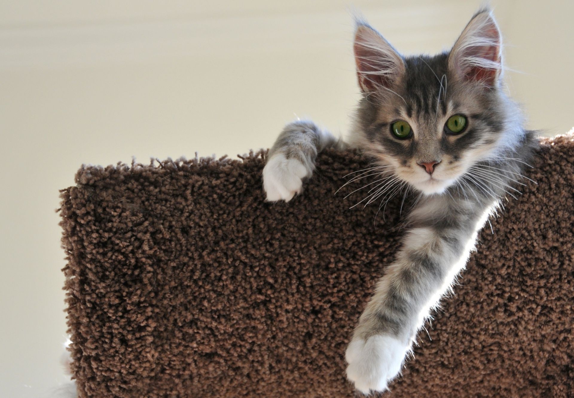 gatos fofa doméstico pequeno animal de estimação animal gato pele mamífero jovem gatinho