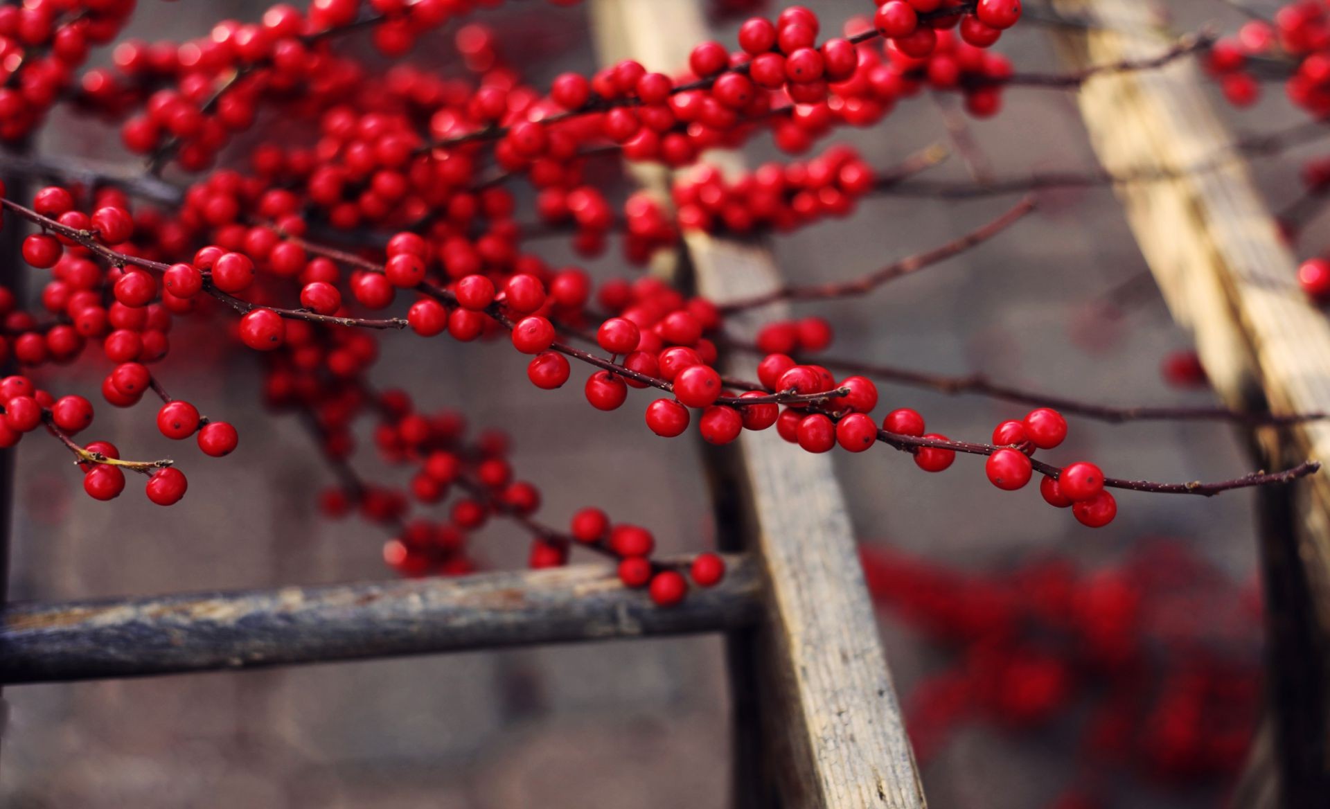 bacche inverno bacca frutta albero natura autunno ramo cibo colore foglia legno all aperto stagione