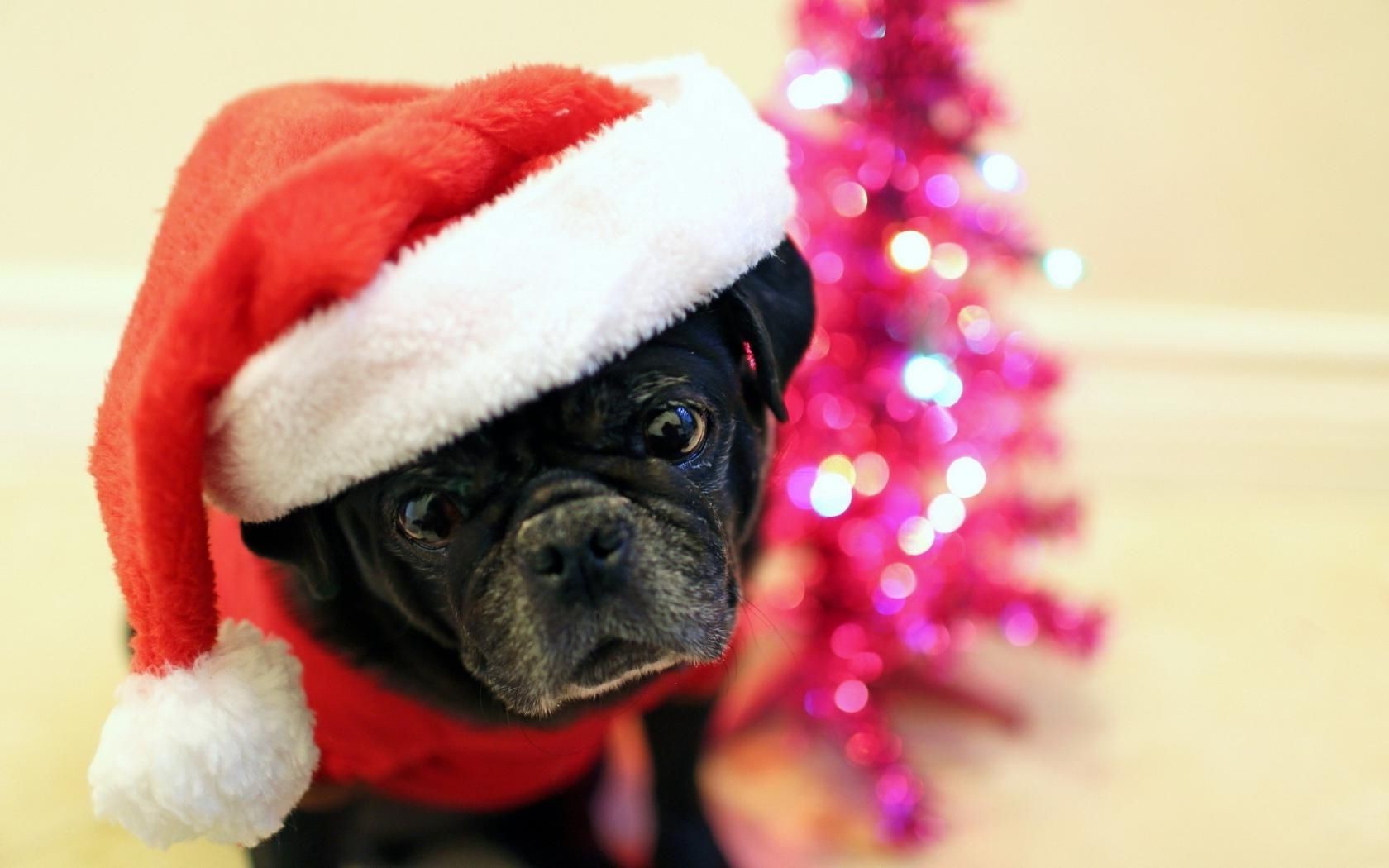 chiens noël vacances fourrure portrait mignon drôlement hiver cadeau