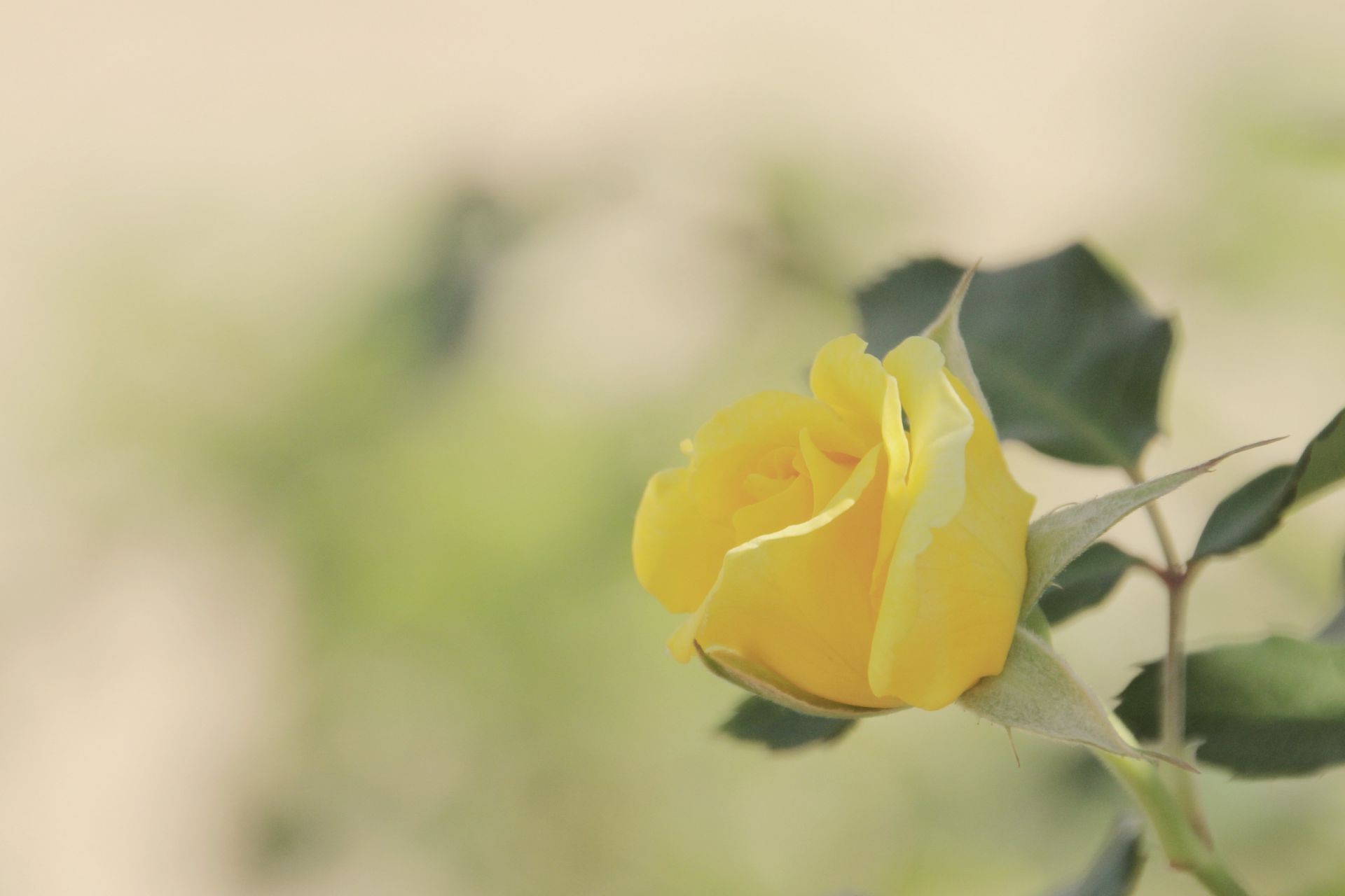 rosa flor naturaleza hoja flora color verano jardín brillante primer plano hermoso escritorio crecimiento floral desenfoque pétalo