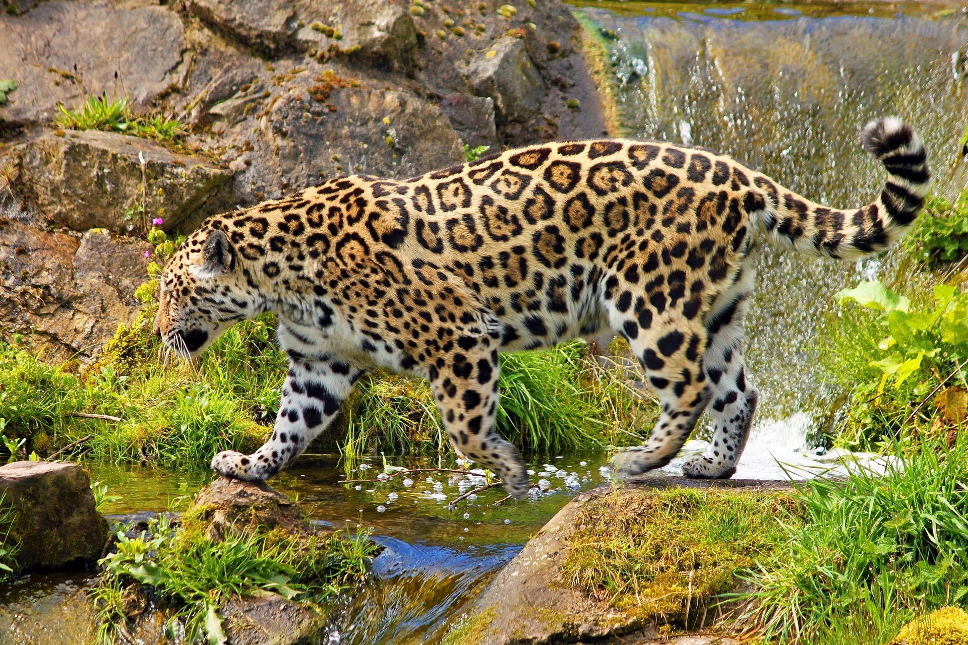 zwierzęta przyroda ssak natura zwierzę dziki kot lampart drapieżnik zoo duży mięsożerca myśliwy dżungla safari