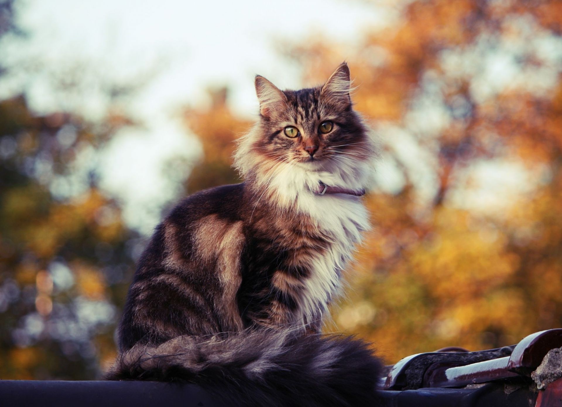 katzen katze porträt kätzchen niedlich säugetier fell haustier im freien tier natur auge ein