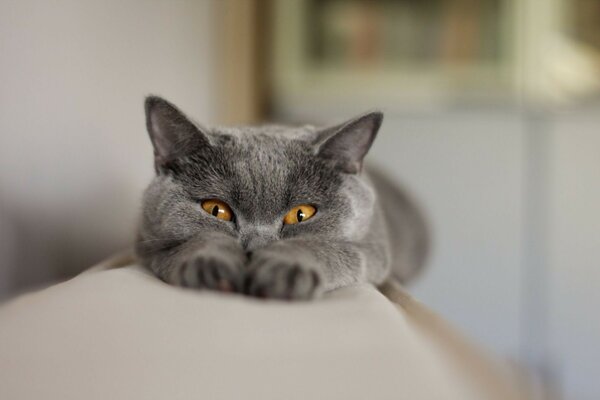 A beautiful black cat stretches on the couch