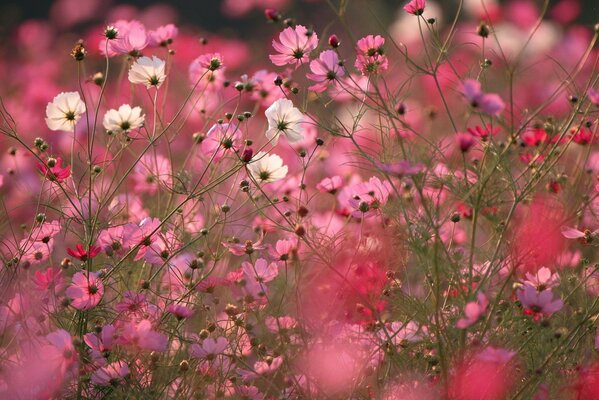 Caixa de flores rosa para o fundo