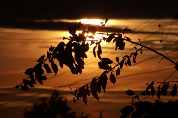 Boa visão apanhada ao pôr-do-sol