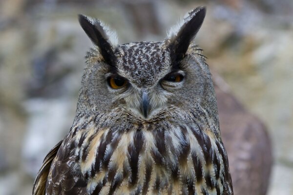 Hibou. Oiseau. Sauvage. Animaux