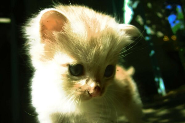 Pequeño gatito mirando hacia abajo