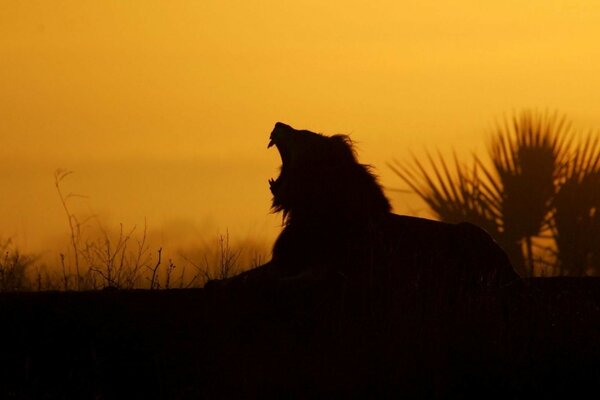 Silueta de León en el fondo de la puesta de sol