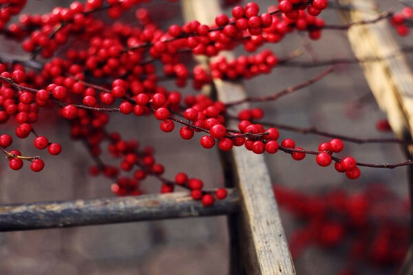 Arbre d hiver avec des baies