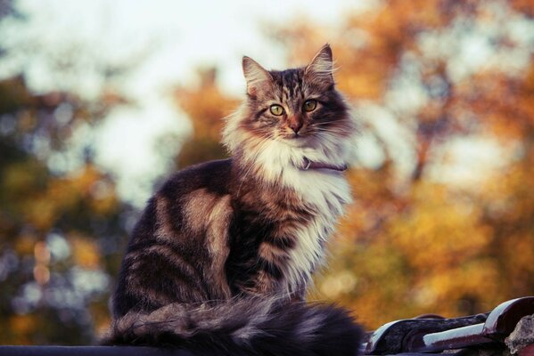 Portrait of a cute cat