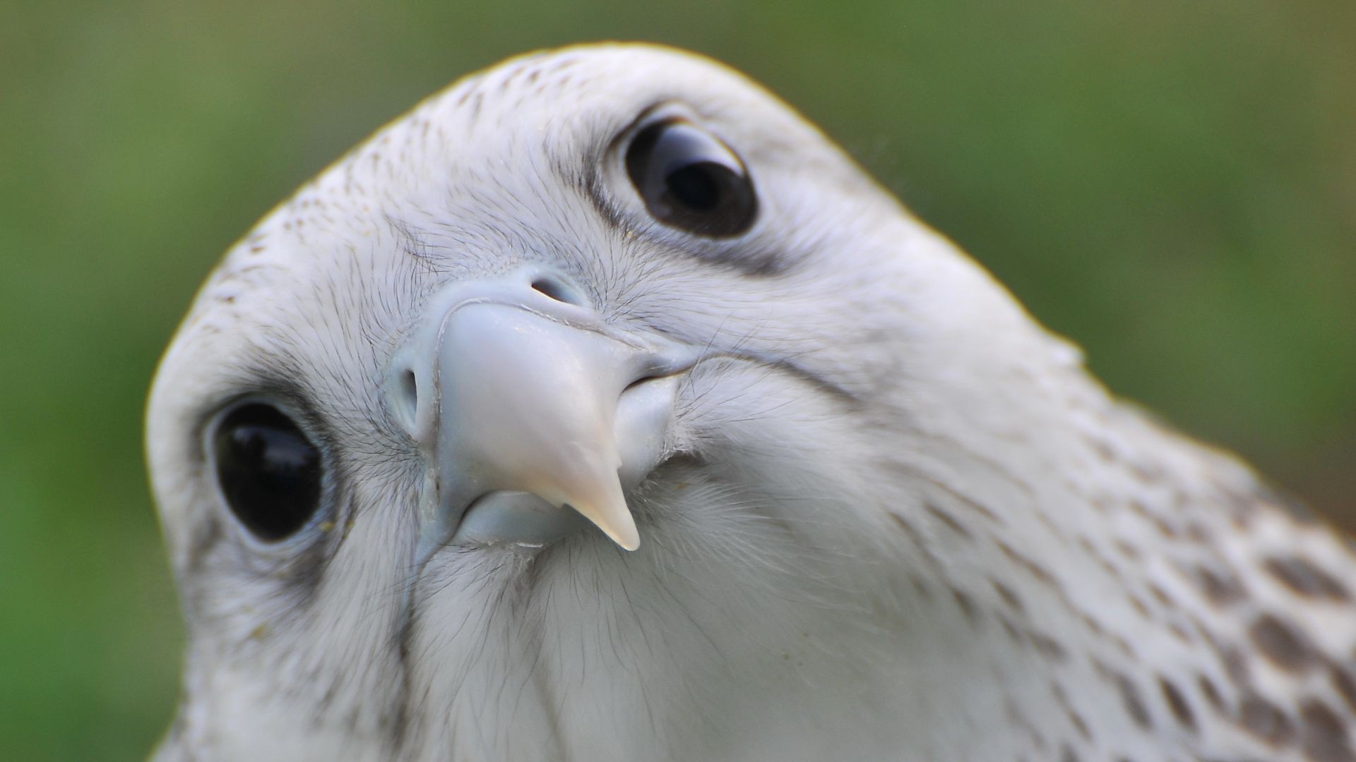 animais pássaro vida selvagem natureza raptor animal bico presa retrato olho avian pena selvagem coruja zoológico águia falcão voar falcoaria