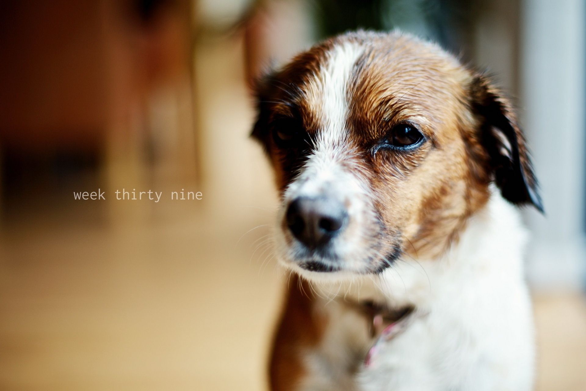 perros perro mascota lindo mamífero perro animal cachorro retrato ver pequeño piel sentarse