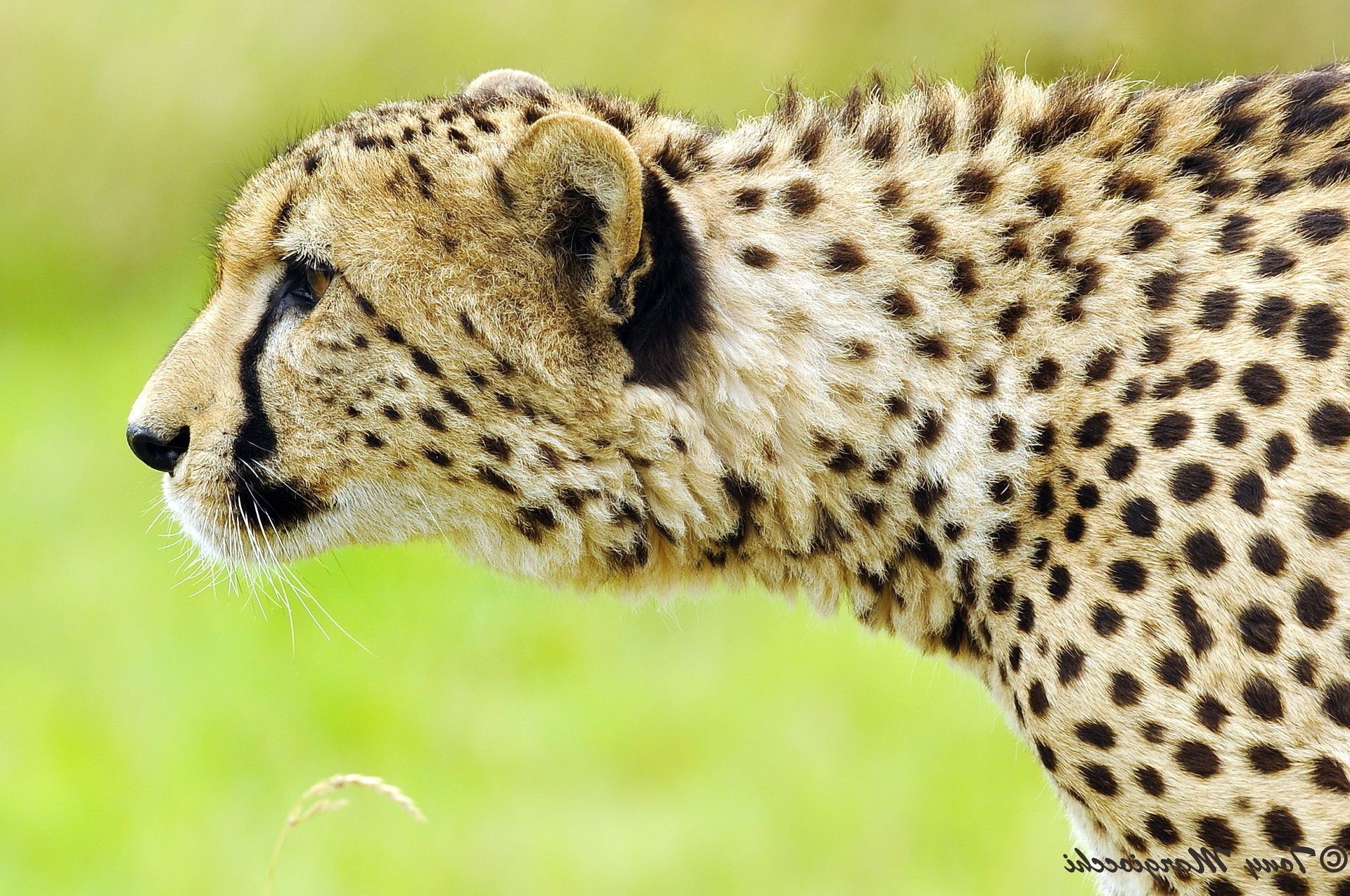 guépards faune chat animal mammifère prédateur sauvage safari guépard zoo nature chasseur mangeur de viande léopard fourrure grand portrait danger oeil en voie de disparition herbe