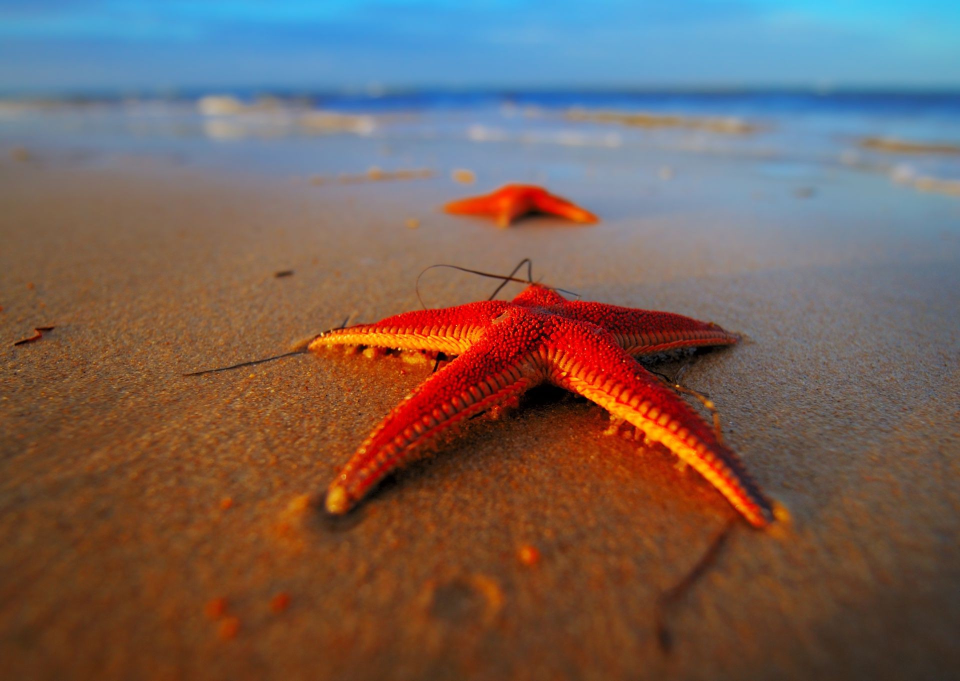 photographie macro plage sable océan mer mer eau étoile de mer soleil vacances voyage été nature