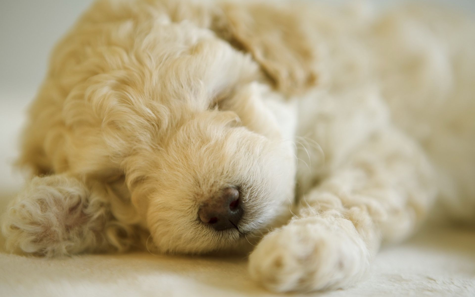 hunde flaumig familie inländische hund drinnen wenig tier