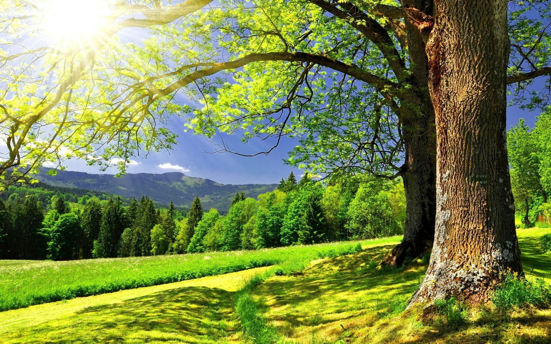 sonnenlicht und strahlen natur holz landschaft baum saison blatt des ländlichen gutes wetter landschaft herbst szene park hell landschaftlich gras sonne landschaft sommer umwelt im freien