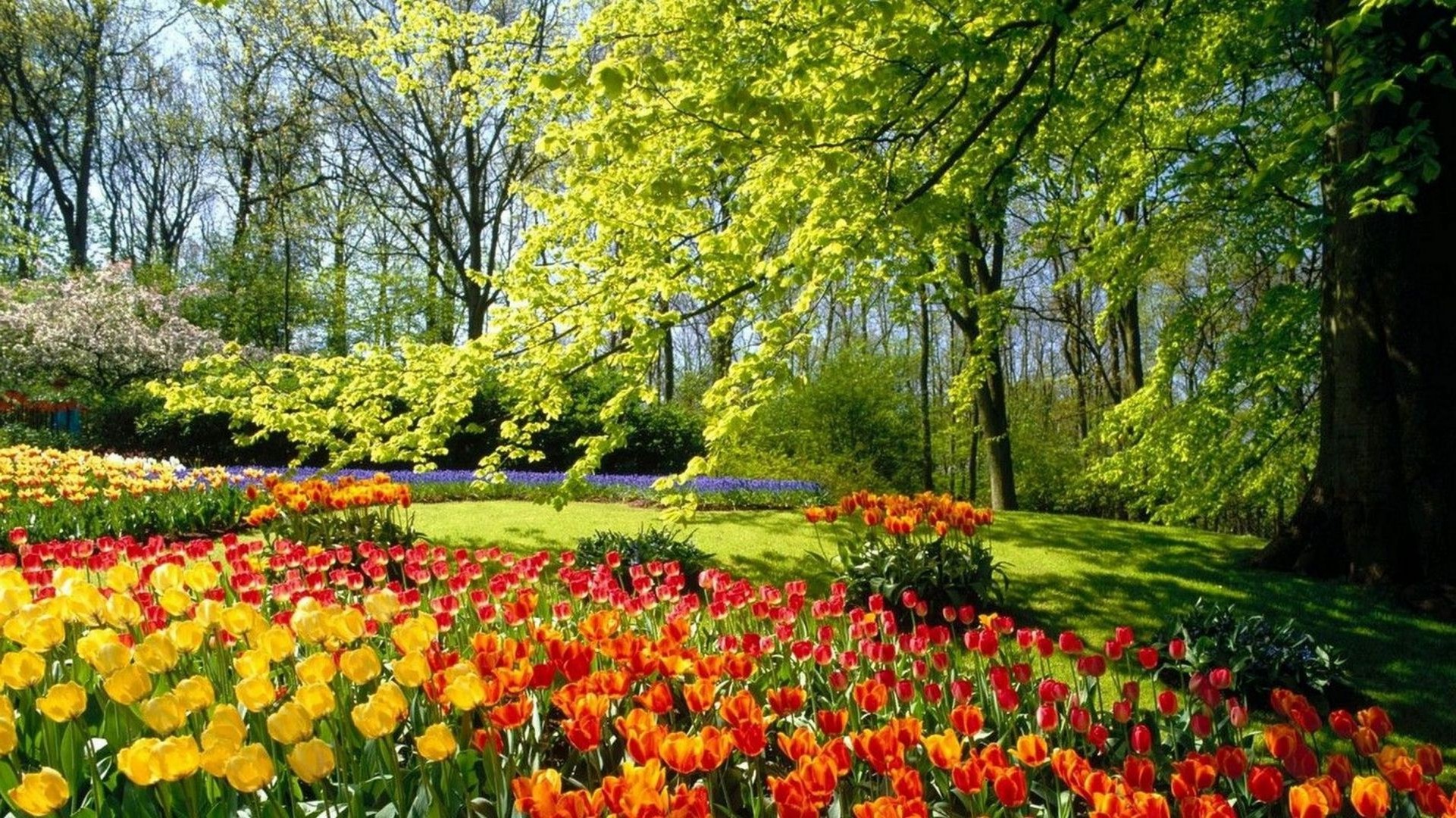 ağaçlar lale çiçek doğa sezon park bahçe yaprak flora manzara renk yaz parlak çimen açık havada ağaç büyüme parlak bahar güzel hava kırsal