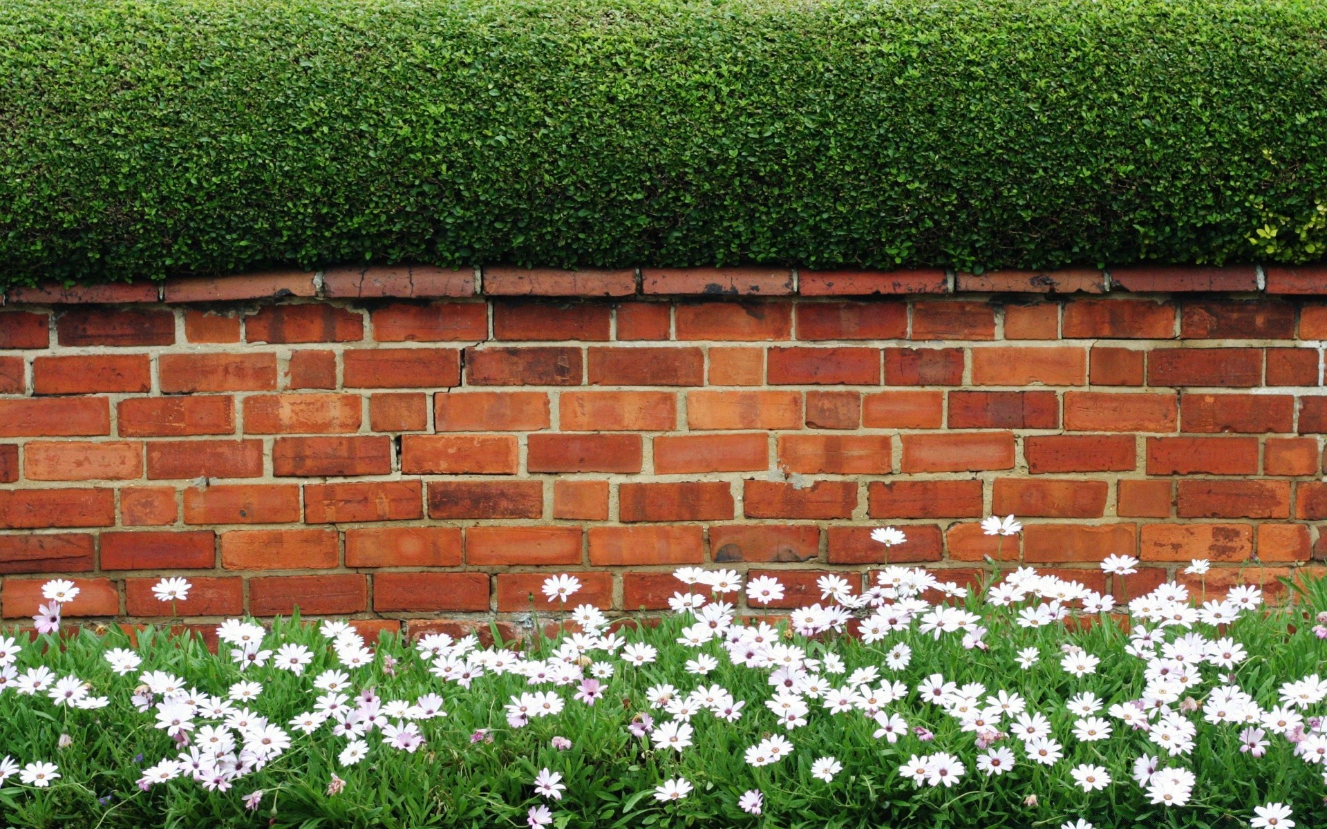 creativo giardino muro fiore flora erba vecchio estate mattone prato desktop esterno foglia pietra crescita all aperto campo