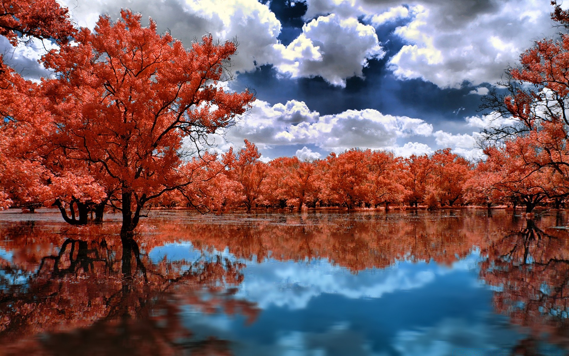 creativo otoño árbol paisaje naturaleza temporada hoja brillante parque amanecer reflexión madera lago escénico rama al aire libre agua color arce paisaje