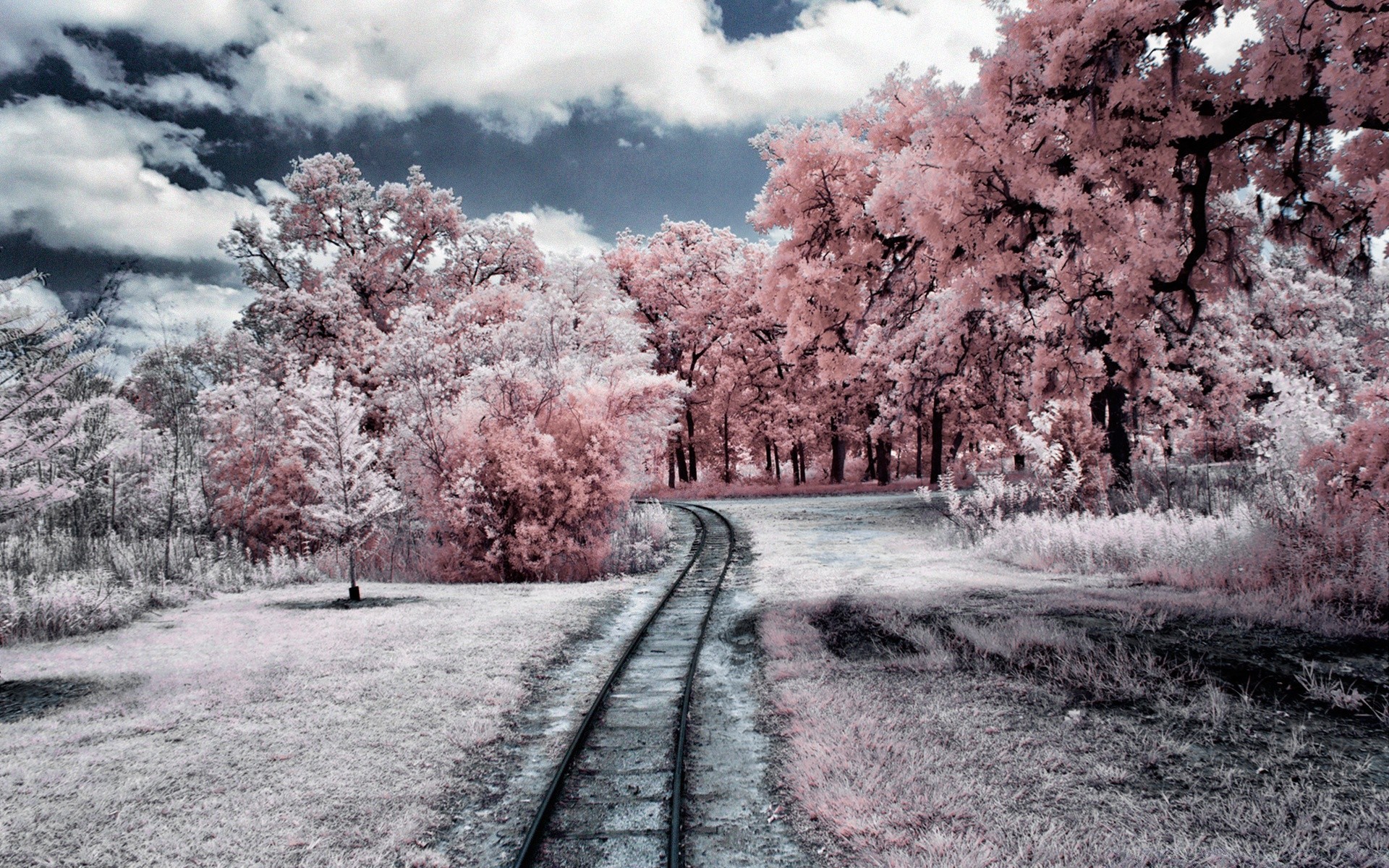 kreativ baum straße landschaft saison guide park natur holz zweig himmel winter reisen landschaft landschaftlich infrarot