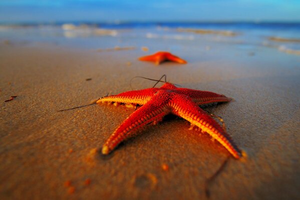 Nahaufnahme eines Seesterns am Strand. Meeresstrand