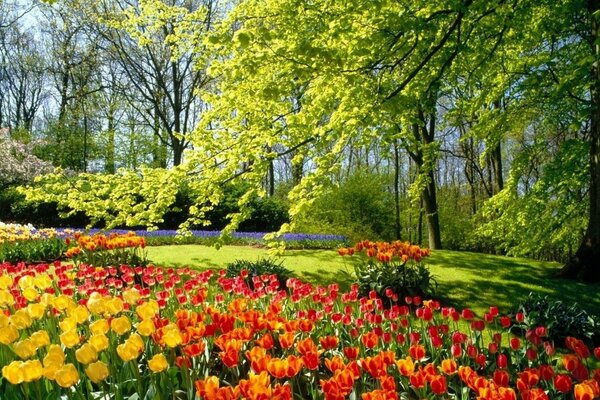 Yellow and red tulips grow next to a large tree