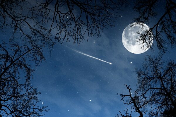 Lune et ciel étoilé à travers les arbres