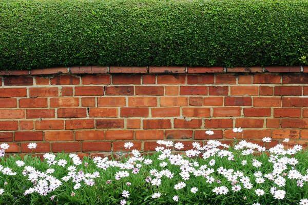 Grüner Garten in der Nähe der Wand