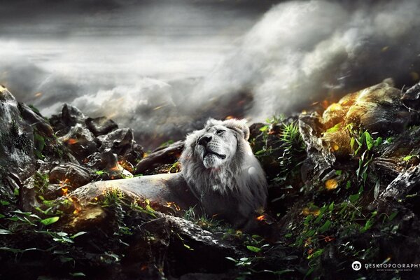 Natura leone selvaggio montagne