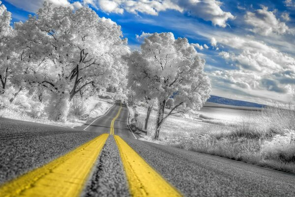 Carretera asfaltada y bosque de invierno