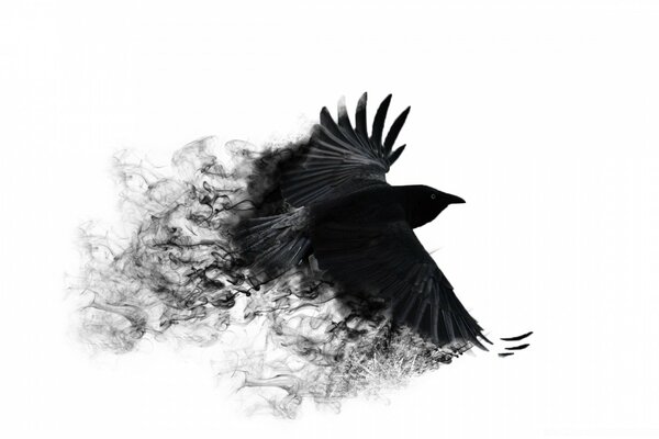 The feathers of a black bird dissolve in flight