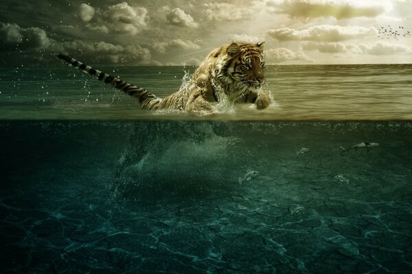 Tiger swims in the sea frolics