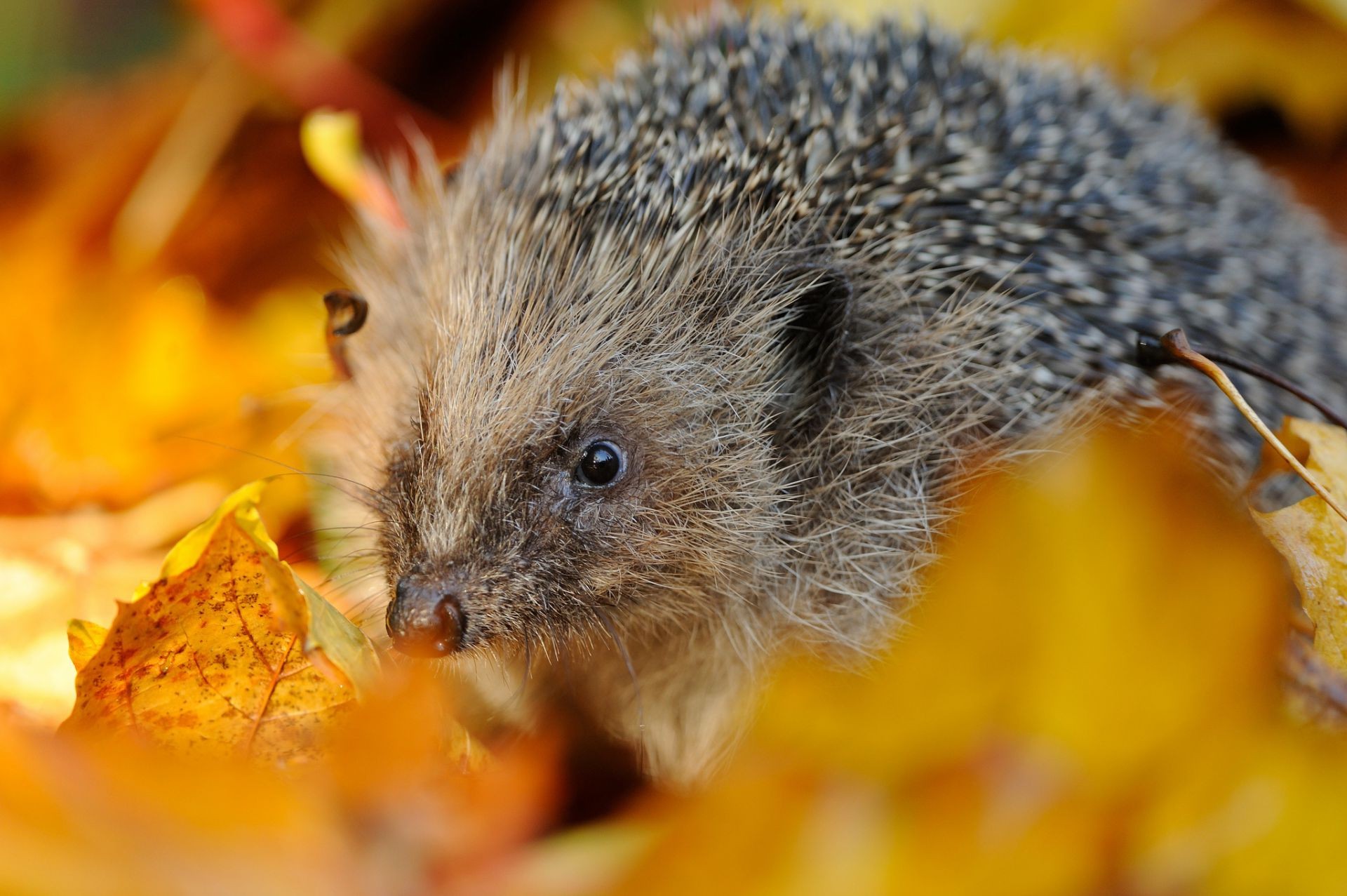 animales naturaleza lindo pequeño mamífero vida silvestre animal primer plano retrato