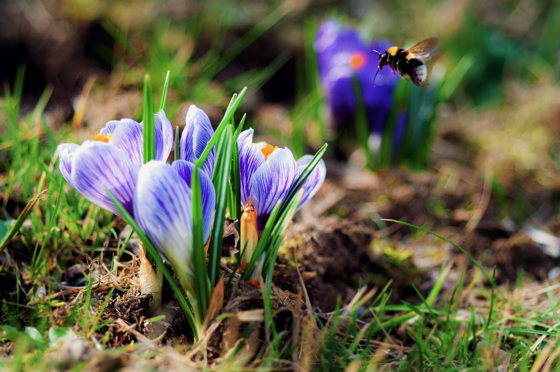 fiori natura fiore erba flora foglia croco giardino esterno stagione crescita fioritura petalo estate parco floreale fieno luminoso pasqua zafferano