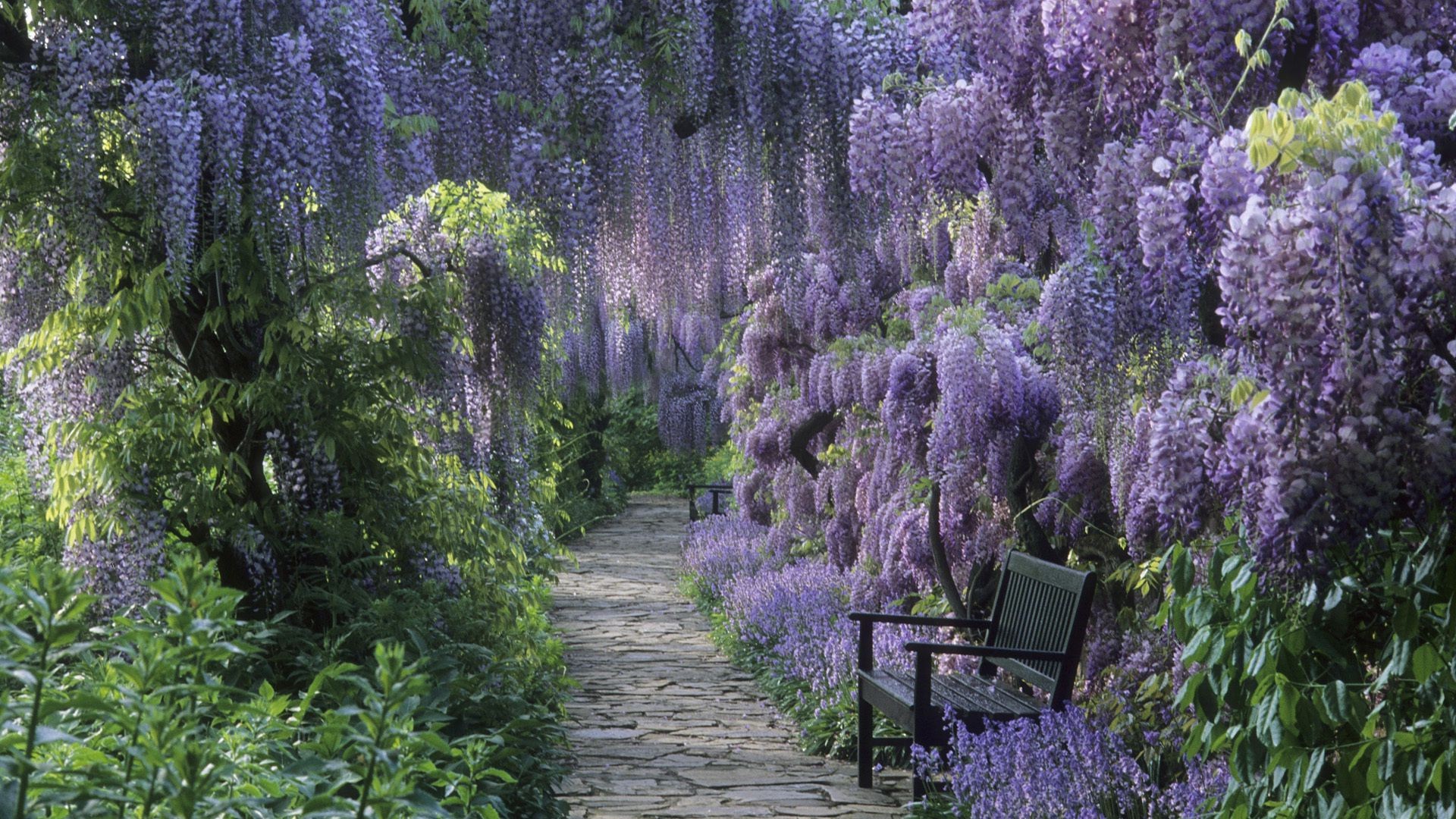 blumen blume natur flora baum landschaft garten saison park im freien blatt sommer blühen holz landschaftlich farbe strauch wachstum lavendel ländlichen