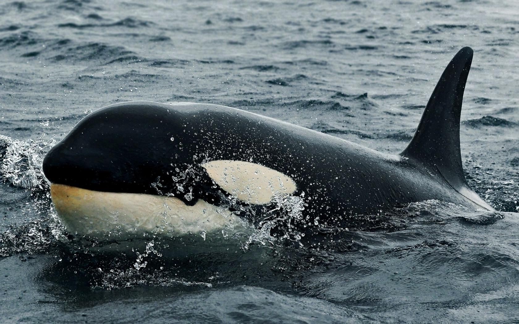 animais sopradores baleia água oceano mar golfinho natação barbatana molhado marinho