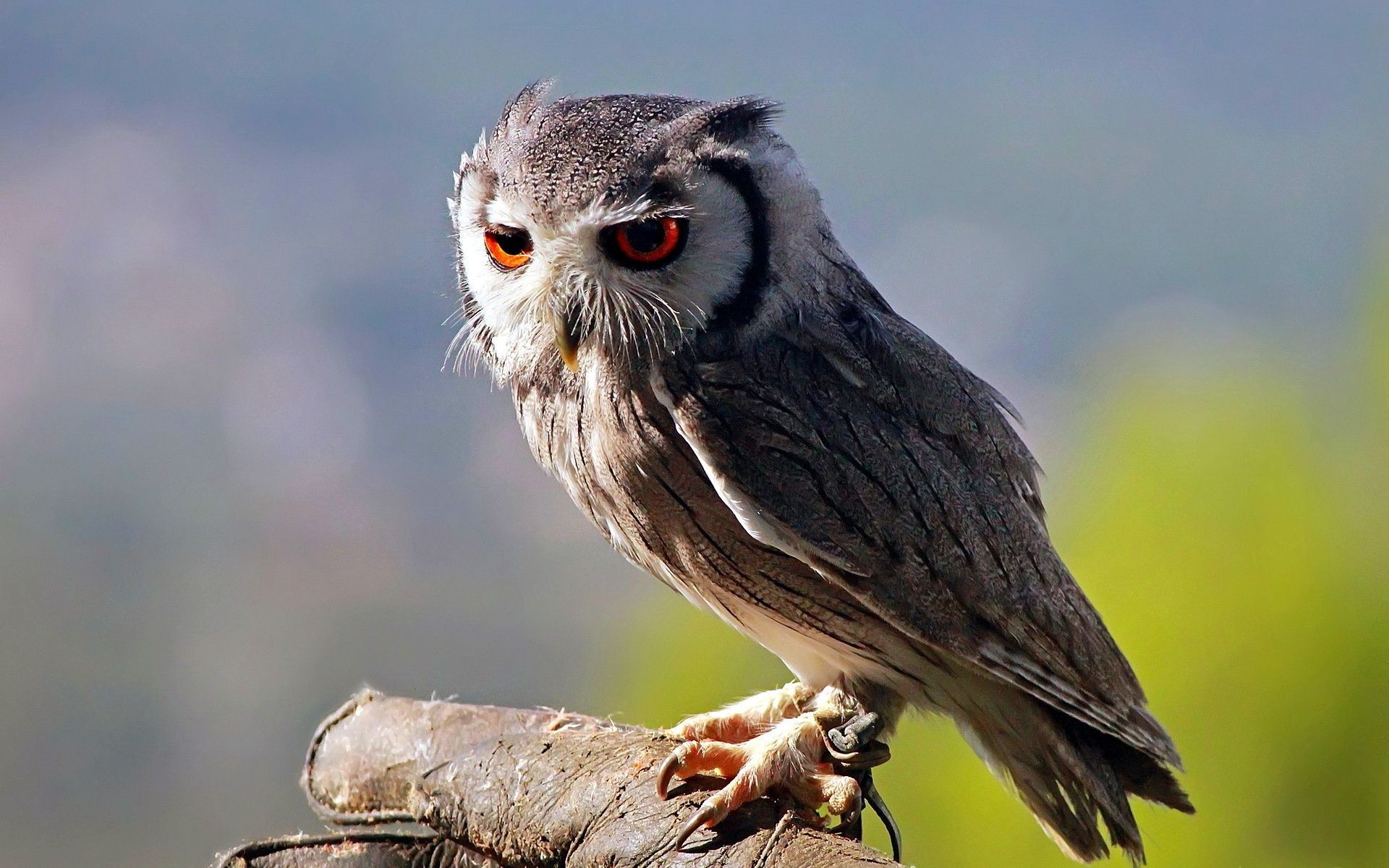 animali uccello fauna selvatica natura animale avian becco selvaggio gufo piuma ritratto raptor all aperto