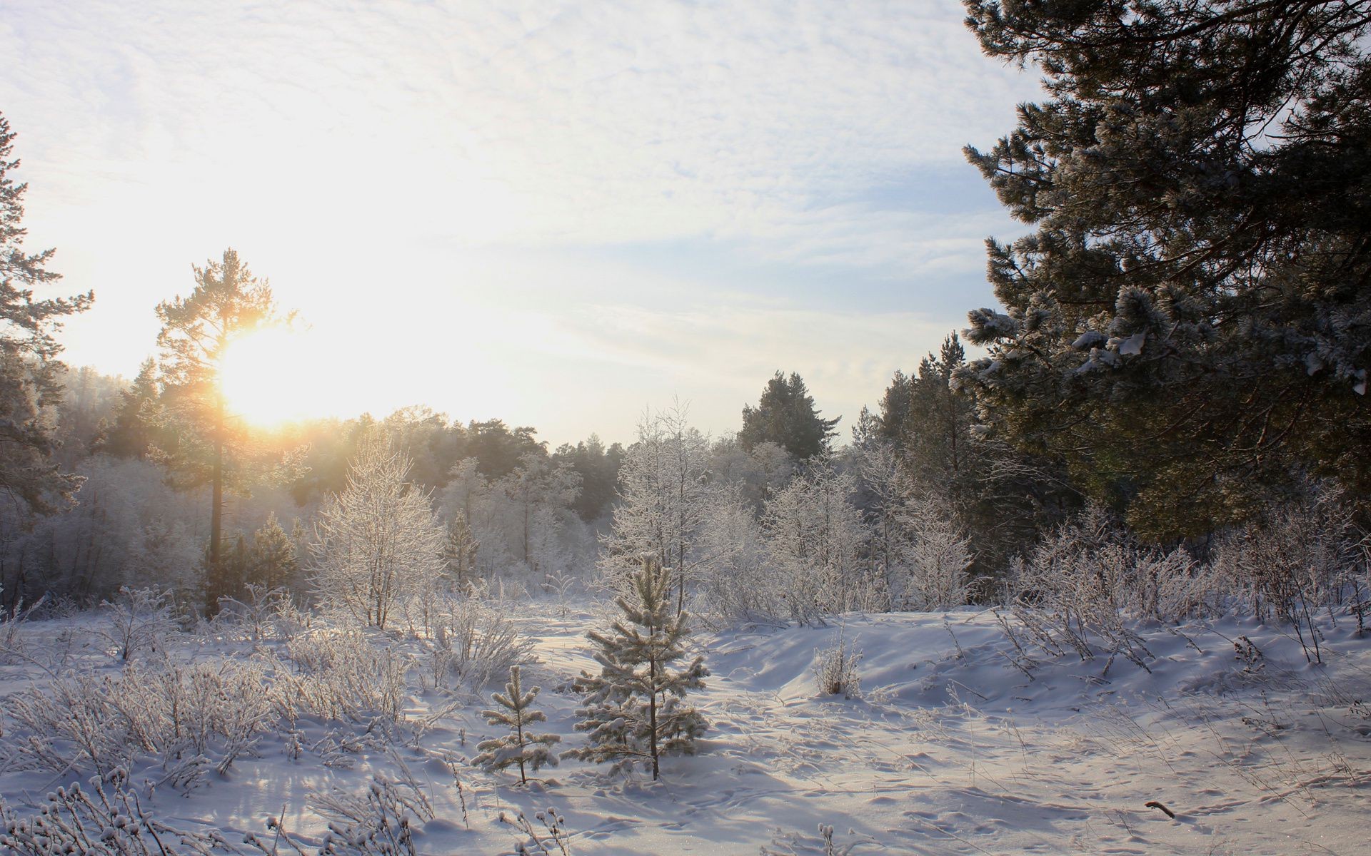 winter snow frost cold tree landscape frozen ice nature wood weather fog fair weather season dawn outdoors snow-white scenic