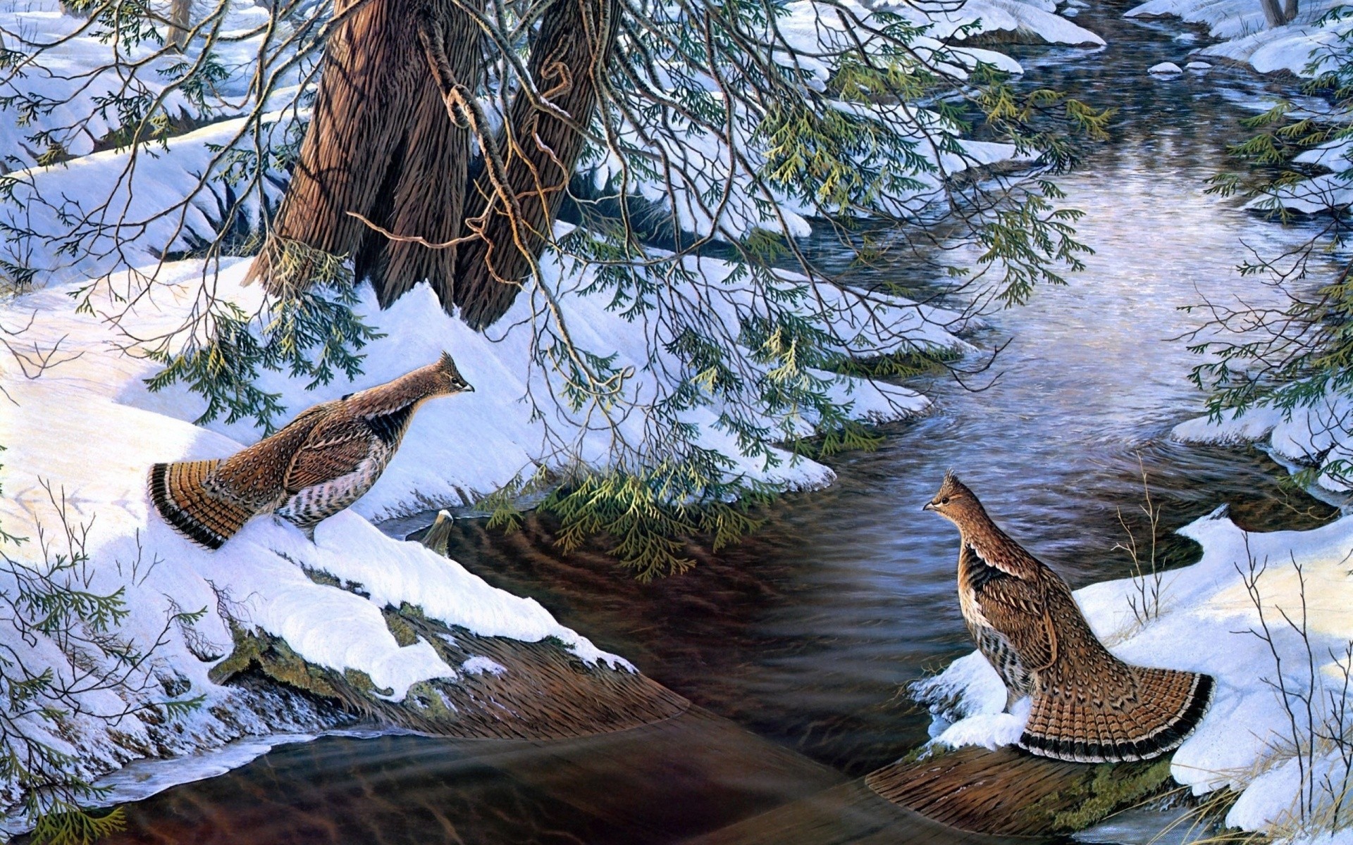 disegni natura uccello albero all aperto fauna selvatica legno animale selvaggio piuma fiume parco acqua bella