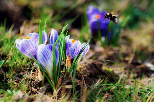 Spring flowers. Purple crocuses