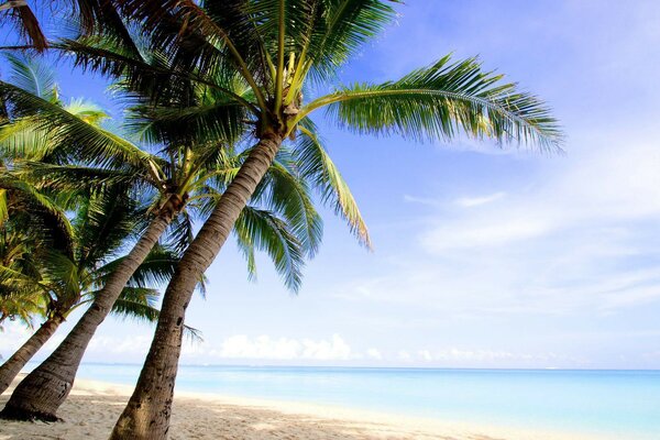 Tropischer Strand und Palmen. Sommer