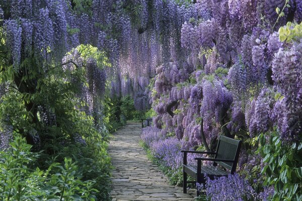 Alberi con fiori pendenti viola