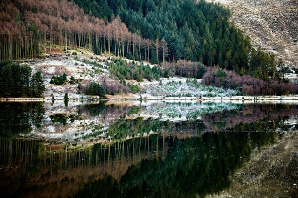 Reflejo del bosque en agua clara