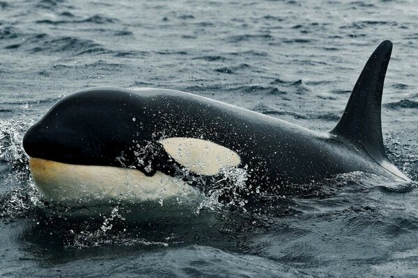 Ballena en las aguas del océano