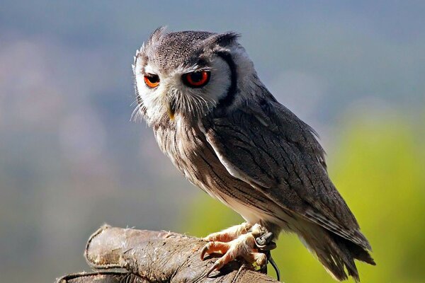 Ein wilder Vogel, der gezähmt wurde