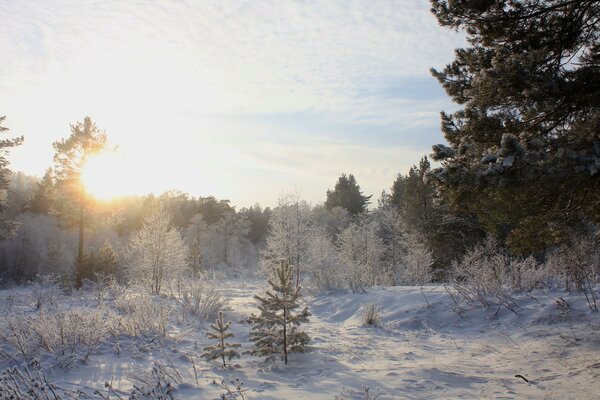 Frostiger Morgen mit schneebedeckten Bäumen