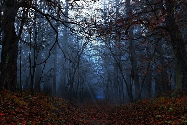 Paesaggio autunnale serale con foglie e alberi