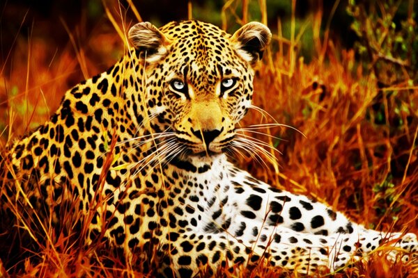 Leopardo selvagem na natureza