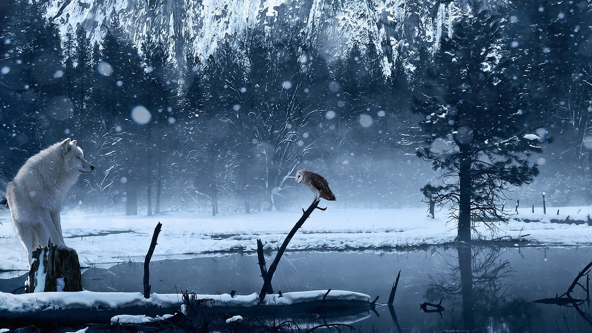 animales nieve invierno frío escarcha agua hielo congelado árbol al aire libre lago madera paisaje